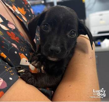 Moran -  Labrador Retriever and Terrier Dog for Adoption in Washington, District Of Columbia - Moran | PetCurious
