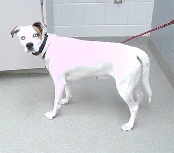 Labrador Retriever and Mixed Breed Dogs Available for Adoption in Omaha, Nebraska - DOLORES | PetCurious