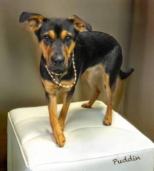 German Shepherd Dog and Australian Cattle Dog Blue Heeler Dogs Available for Adoption in Hot Springs Village, Arkansas - Puddin | PetCurious