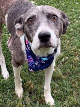 Pit Bull Terrier and Mixed Breed Dogs Available for Adoption in Tulsa, Oklahoma - LINDA | PetCurious