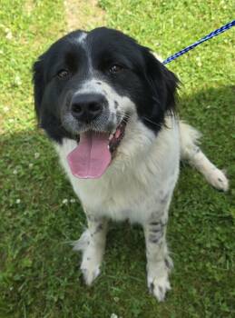 Newfoundland Dog and Saint Bernard Dogs Available for Adoption in New York, New York - Lea (foster Needed) | PetCurious