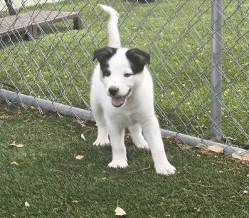Cattle Dog and Australian Shepherd Dogs Available for Adoption - Percival | PetCurious