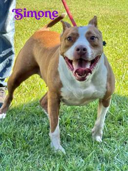 Rescue Pit Bull Terrier and Staffordshire Bull Terrier Dogs for Adoption - SIMONE!!!  Powerhouse Of LOVE!!! | PetCurious