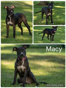 Macy -  Labrador Retriever Dog for Adoption in Enterprise, Alabama - Macy | PetCurious