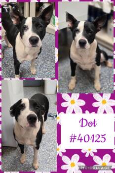 Rescue Australian Cattle Dog Blue Heeler and Pit Bull Terrier Dogs for Adoption in Ossining, New York - Dot | PetCurious