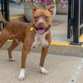 DREAMY -  Pit Bull Terrier and Mixed Breed Dog for Adoption in St. Louis, Missouri - DREAMY | PetCurious
