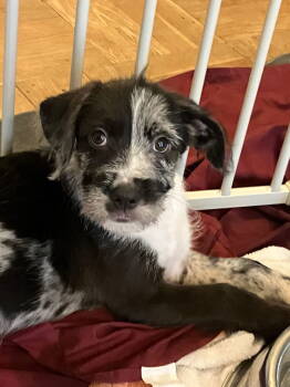 Rescue Terrier Dogs for Adoption in Germantown, Ohio - Percy | PetCurious