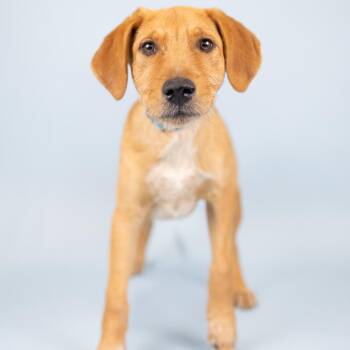 Mixed Breed Dogs Available for Adoption in Portland, Oregon - Duke | PetCurious