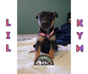  -  Doberman Pinscher Dog Available for Adoption in Missoula, Montana | PetCurious