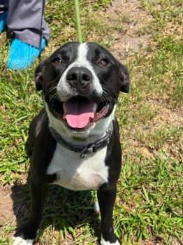 Fellow -  Bearded Collie and Labrador Retriever Dog for Adoption in St. Augustine, Florida - Fellow | PetCurious