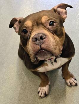 American Bully Dogs Available for Adoption - 26-108 Cookie | PetCurious