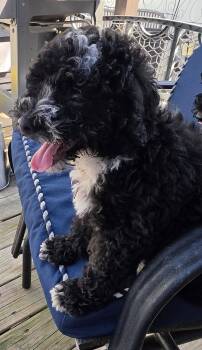 Bob -  Poodle and Bernese Mountain Dog Dog for Adoption in Marine City, Michigan - Bob | PetCurious