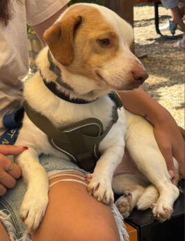 Rescue Beagle Dogs for Adoption in Fairfax, Virginia - Joey *Adopt Or Foster* | PetCurious