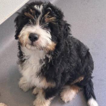 Australian Shepherd and Standard Poodle Dogs Available for Adoption in Loxahatchee Groves, Florida - Meadow 7780 | PetCurious