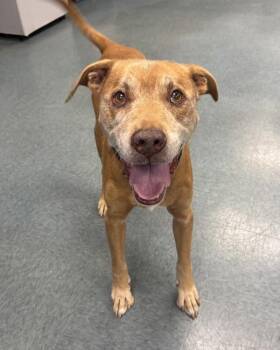 Rupert -  Shepherd and Pit Bull Terrier Dog for Adoption in Richmond, Virginia - Rupert | PetCurious