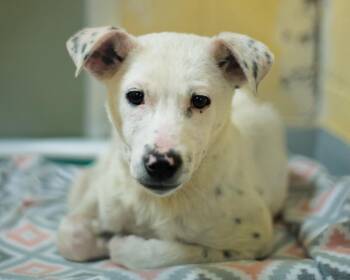 Pit Bull Terrier and Mixed Breed Dogs Available for Adoption - ANN | PetCurious