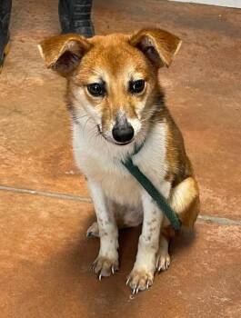 Shiba Inu and Beagle Dogs Available for Adoption - Fox | PetCurious