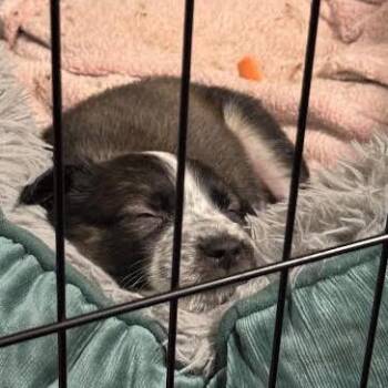 Mixed Breed Dogs Available for Adoption - Echo | PetCurious