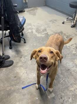 SANDY -  Labrador Retriever and Mixed Breed Dog for Adoption in Tallahassee, Florida - SANDY | PetCurious