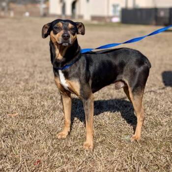 Gonzo(hw+) 02-0508 -  Miniature Pinscher and Mixed Breed Dog for Adoption in Covington, Georgia - Gonzo(hw+) 02-0508 | PetCurious