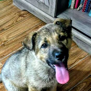 Shepherd and Husky Dogs Available for Adoption in Niagara Falls, Ontario - Meru (20260507-03) | PetCurious