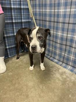 FESTUS -  Boxer and American Bulldog Dog for Adoption in Rosenberg, Texas - FESTUS | PetCurious