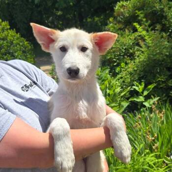 CT Zimmy -  Mixed Breed Dog for Adoption in Stormville, New York - CT Zimmy | PetCurious