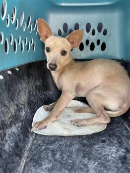 WHISKEY -  Chihuahua Dog for Adoption in San Antonio, Texas - WHISKEY | PetCurious