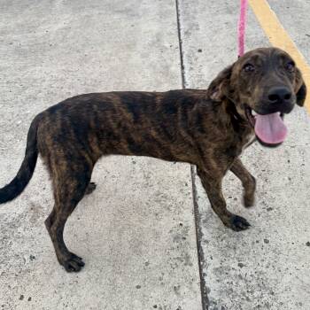 Andi -  Plott Hound and Pointer Dog for Adoption in Harlingen, Texas - Andi | PetCurious