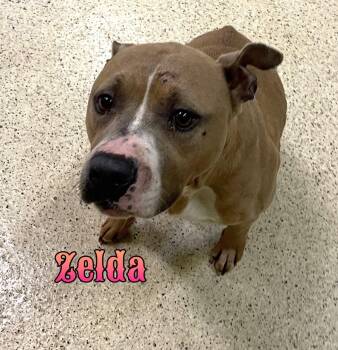 Zelda -  Terrier Dog for Adoption in Muncie, Indiana - Zelda | PetCurious