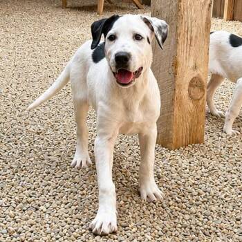Great Pyrenees and Mixed Breed Dogs Available for Adoption in Hopkinton, Massachusetts - Eden | PetCurious
