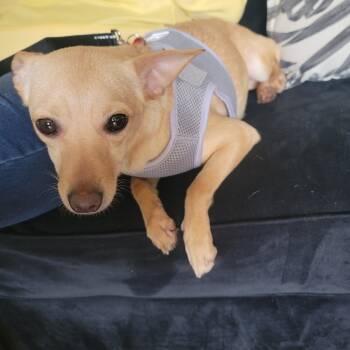 Rescue Chihuahua Dogs for Adoption in Vallejo, California - Tiffany | PetCurious