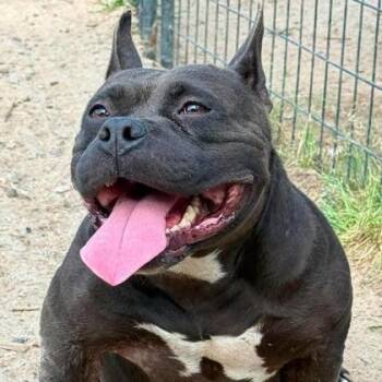English Bulldog and Mixed Breed Dogs Available for Adoption in North Charleston, South Carolina - Hot Chocolate | PetCurious