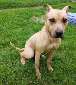 Siberian Husky and Pit Bull Terrier Dogs Available for Adoption in Sioux City, Iowa - Dolly Jo | PetCurious