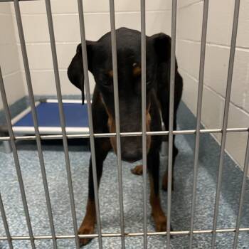 Paramore -  Doberman Pinscher Dog for Adoption in Greensboro, North Carolina - Paramore | PetCurious