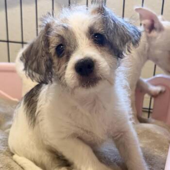 Acorn -  Miniature Poodle and Terrier Dog for Adoption in Las Vegas, Nevada - Acorn | PetCurious