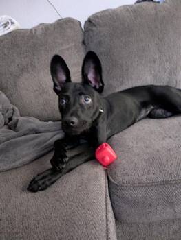 Rescue Terrier Dogs for Adoption in San Antonio, Texas - LUCY | PetCurious