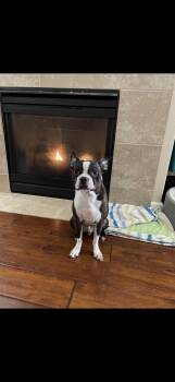 Rescue Boston Terrier Dogs for Adoption in Seattle, Washington - Ivan | PetCurious