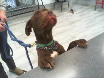 Labrador Retriever Dogs Available for Adoption - JORGE | PetCurious