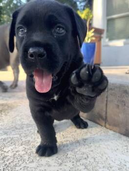 Ralph -  Cane Corso Dog for Adoption in The Woodlands, Texas - Ralph | PetCurious