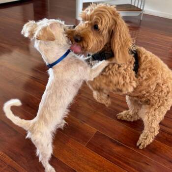 Jonathan -  Mixed Breed Dog for Adoption in San Francisco, California - Jonathan | PetCurious