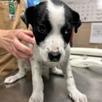 Morticia -  Hound and Pit Bull Terrier Dog for Adoption in Newport, North Carolina - Morticia | PetCurious