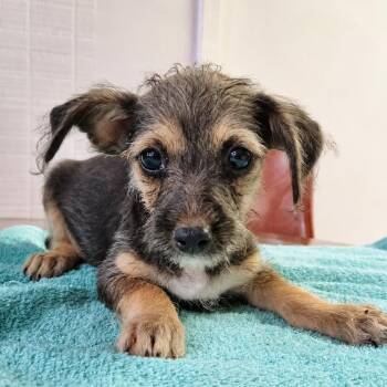 Sleepy -  Chihuahua and Miniature Schnauzer Dog for Adoption in Tylertown, Mississippi - Sleepy | PetCurious