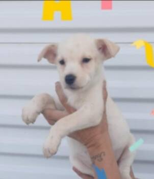 Emma -  Retriever Dog for Adoption in Thompson Falls, Montana - Emma | PetCurious