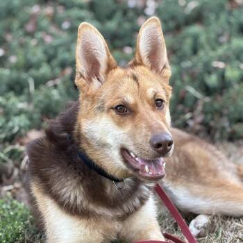 Rescue Shepherd and Husky Dogs for Adoption in Roswell, Georgia - Cami | PetCurious