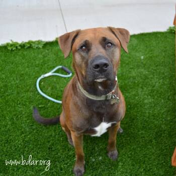 Theo -  Chocolate Labrador Retriever and German Shepherd Dog Dog for Adoption in Cheyenne, Wyoming - Theo | PetCurious