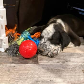 Frankie -  Border Collie Dog for Adoption in Idaho Falls, Idaho - Frankie | PetCurious