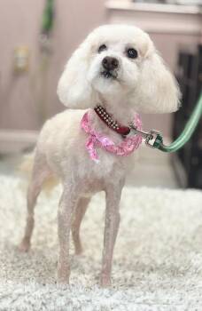 Shih Tzu and Poodle Dogs Available for Adoption in Bowie, Maryland - Puff | PetCurious