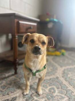 Terrier Dogs Available for Adoption in San Leon, Texas - Leo | PetCurious