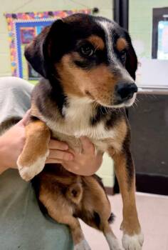 Beethoven -  Beagle and Australian Shepherd Dog for Adoption in Burnsville, North Carolina - Beethoven | PetCurious